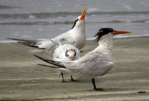 Guided Bird Walk at Estero Bluffs - October 17, 2026