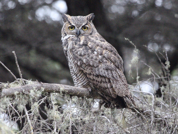 Early Bird Walk on Cayucos Hillsides - Members Only